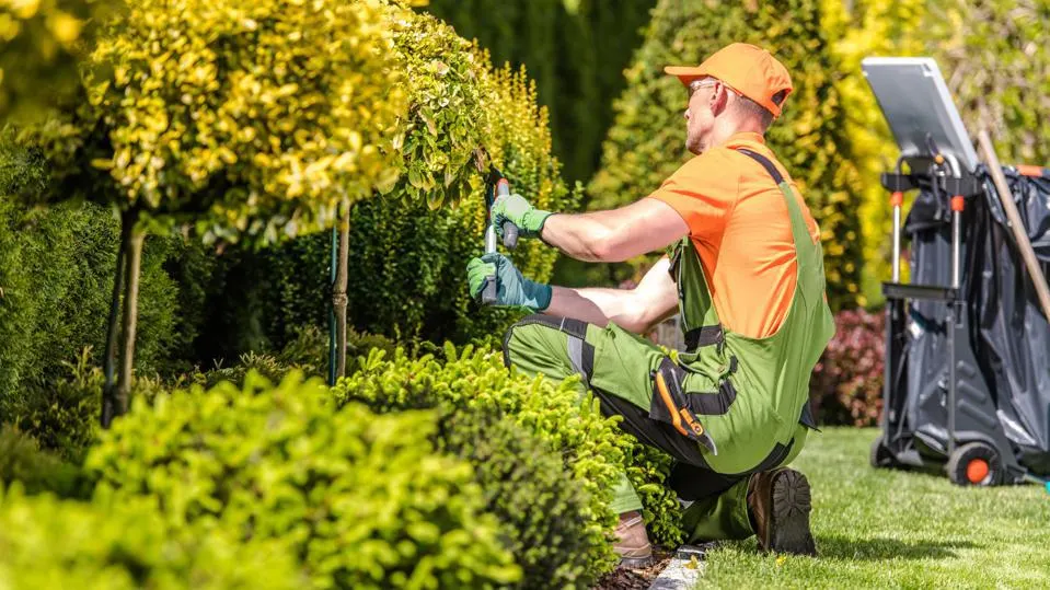 Lawn Services